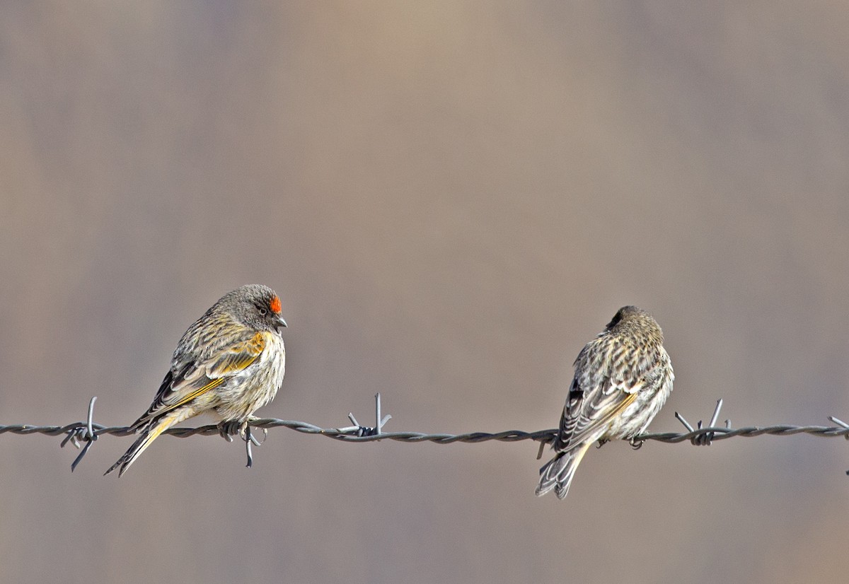 Fire-fronted Serin - ML613212812