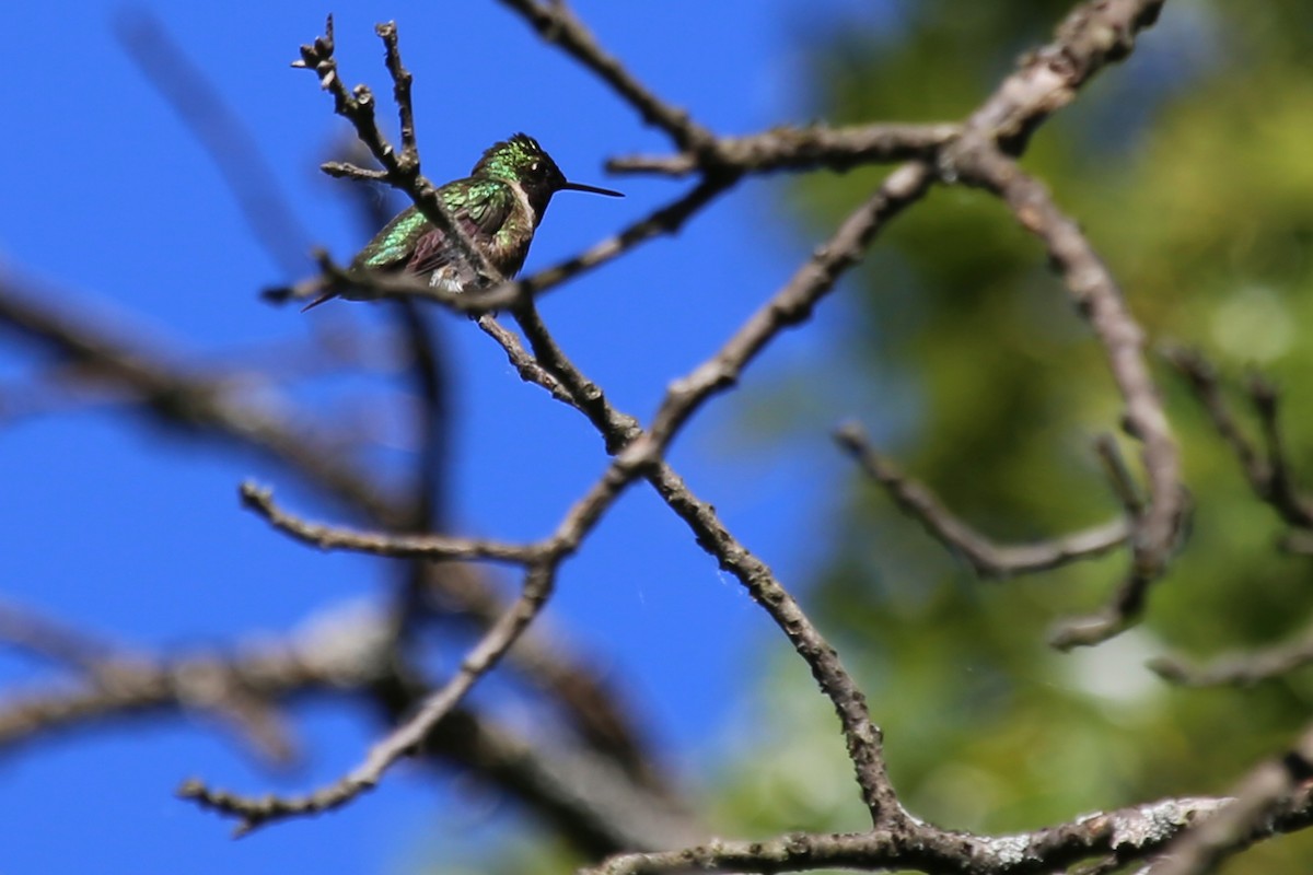 Ruby-throated Hummingbird - ML61321291