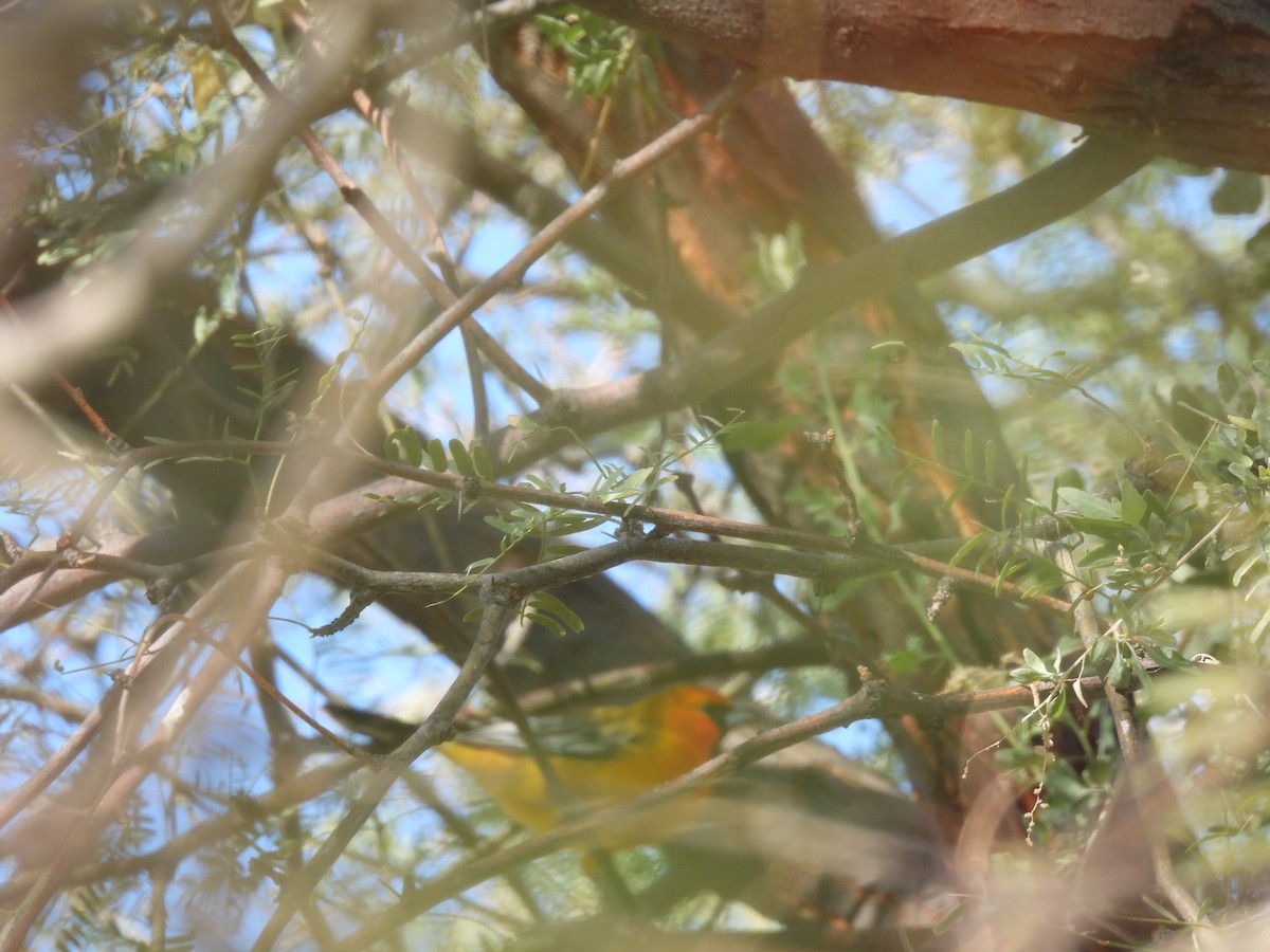 Streak-backed Oriole - ML613213005