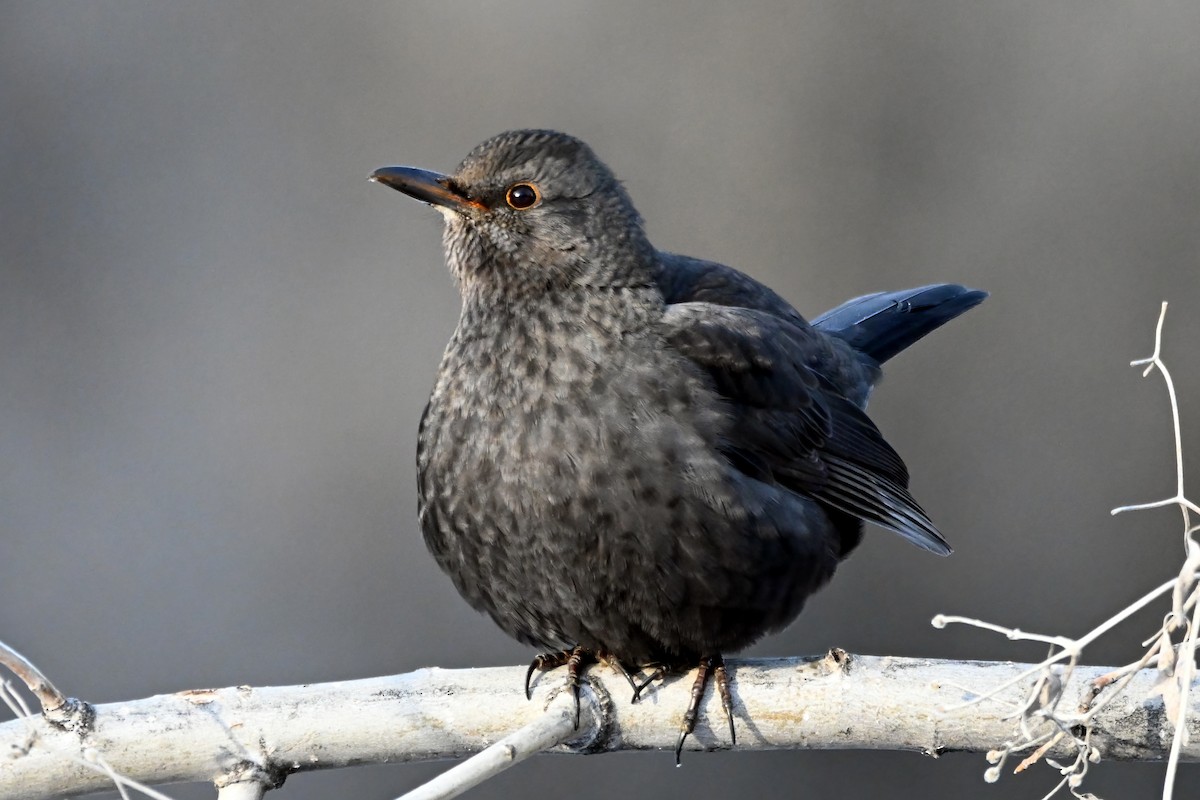 Eurasian Blackbird - Robert Parker