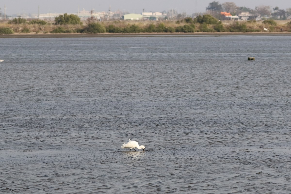 Black-faced Spoonbill - ML613213196