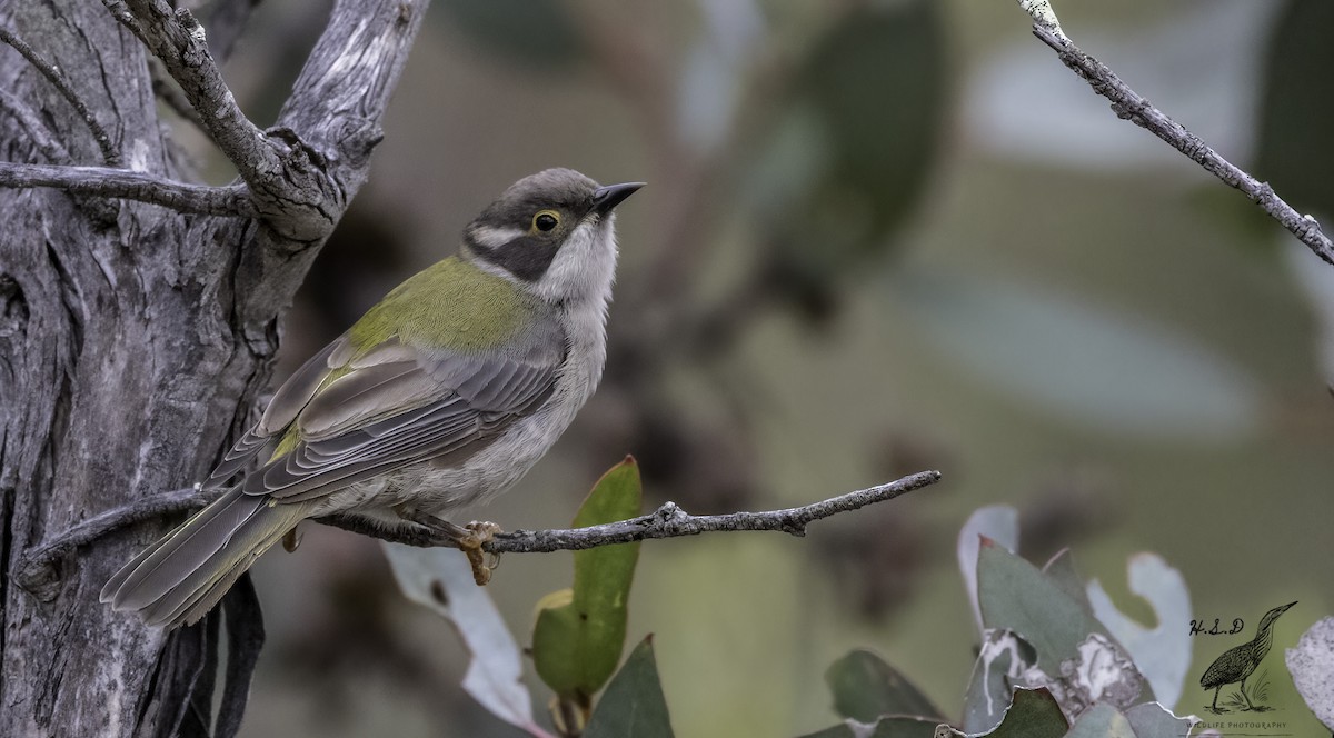 Brown-headed Honeyeater - Harry Davis