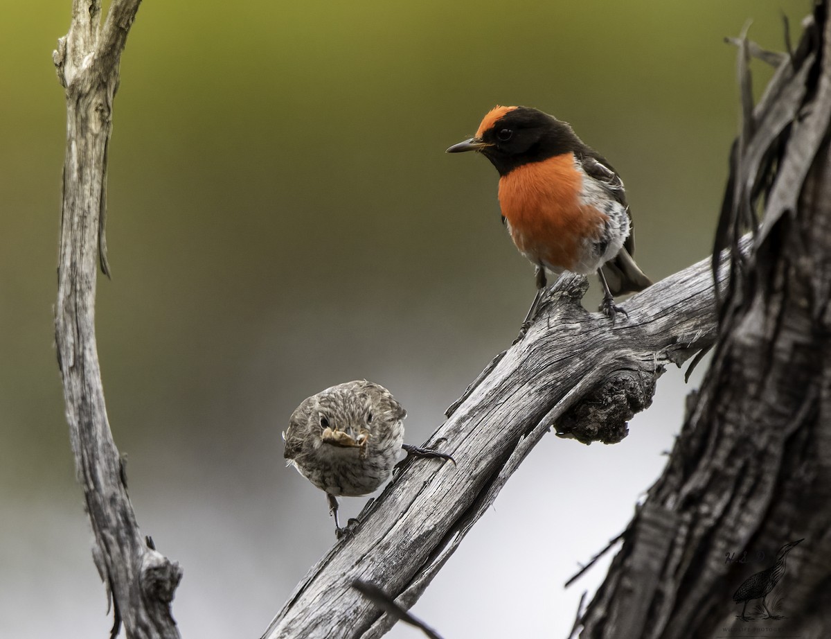 Red-capped Robin - Harry Davis