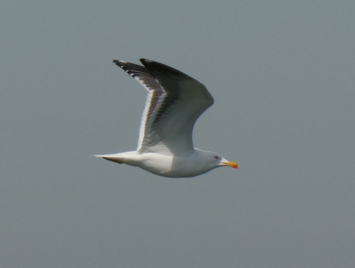 Lesser Black-backed Gull - ML613213378