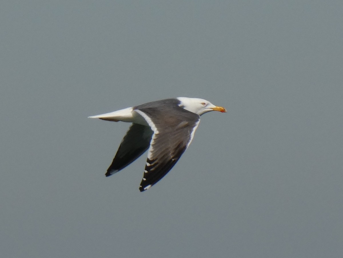 Lesser Black-backed Gull - ML613213379