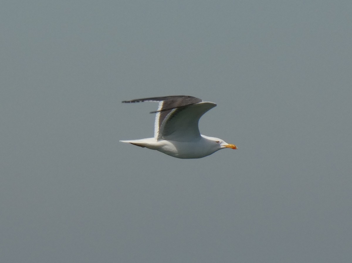 Lesser Black-backed Gull - ML613213380