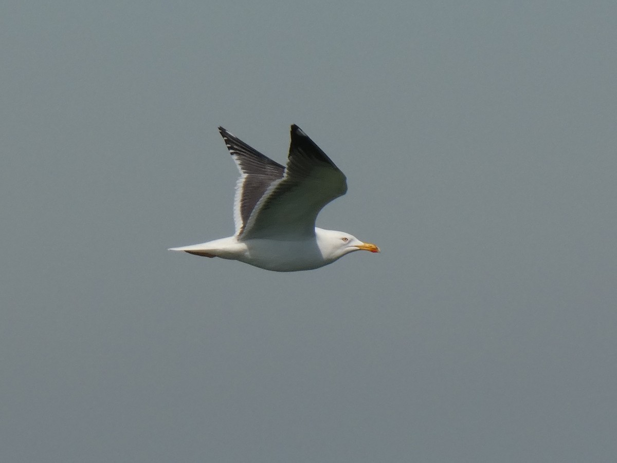 Lesser Black-backed Gull - ML613213381