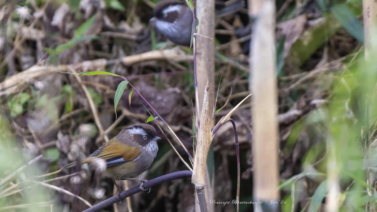 White-browed Fulvetta - Prasenjit Bhattacharjee