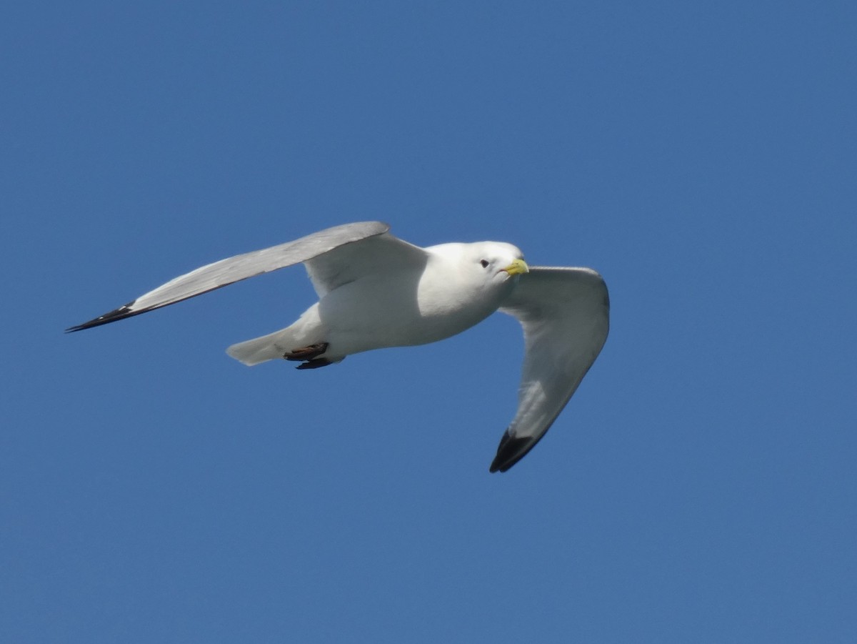 Black-legged Kittiwake - ML613213436