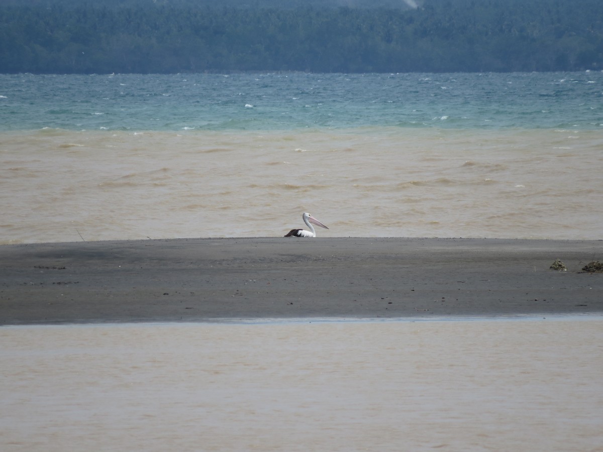 Australian Pelican - ML613213451