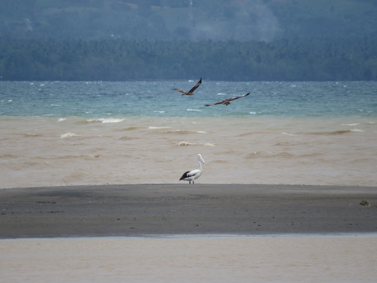 Australian Pelican - ML613213452