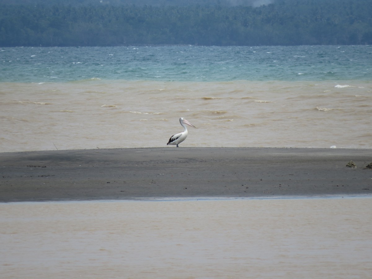 Australian Pelican - ML613213453