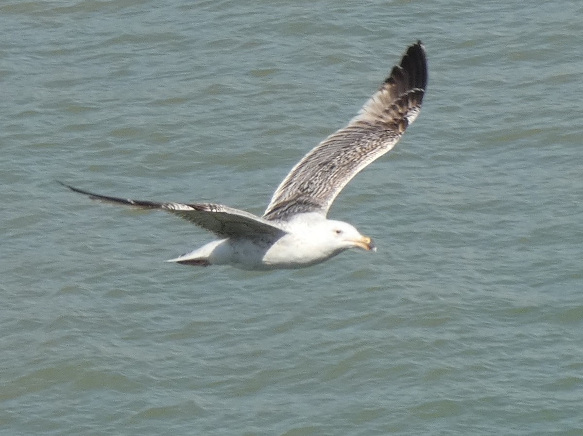 Great Black-backed Gull - ML613213683