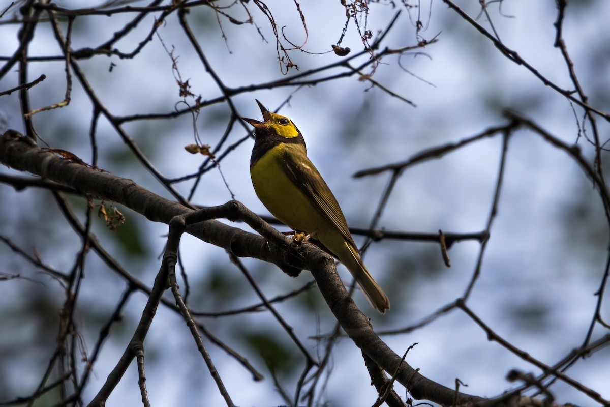 Hooded Warbler - ML61321371