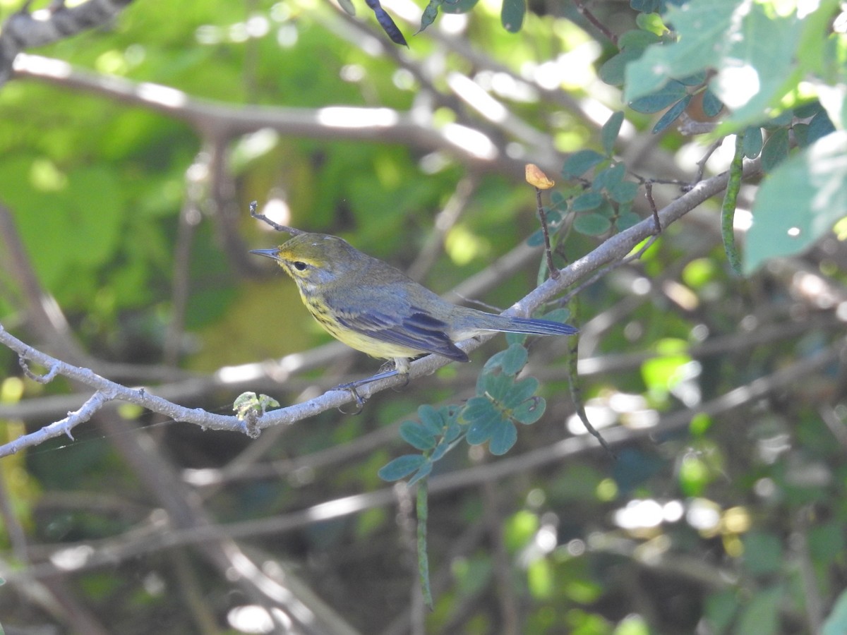 Prairie Warbler - ML613213715