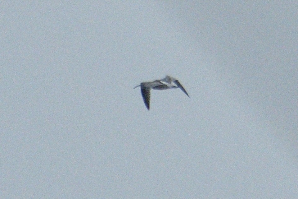 Eurasian Curlew - ML613213833