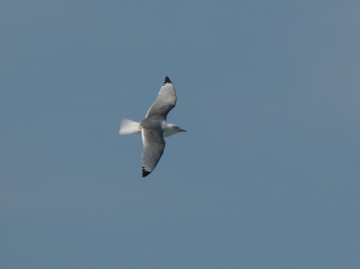 Mouette tridactyle - ML613213849