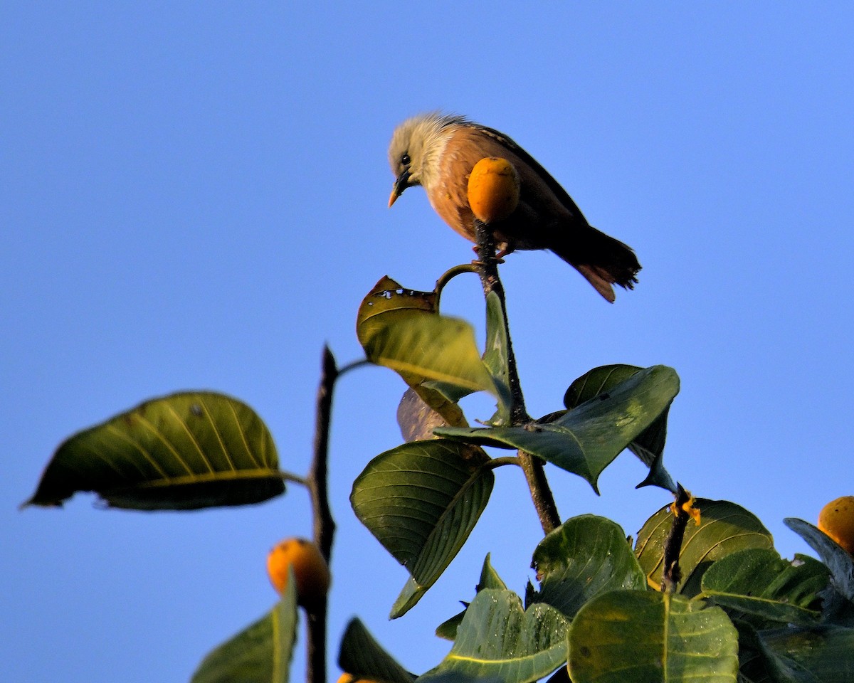 Malabar Starling - ML613213861