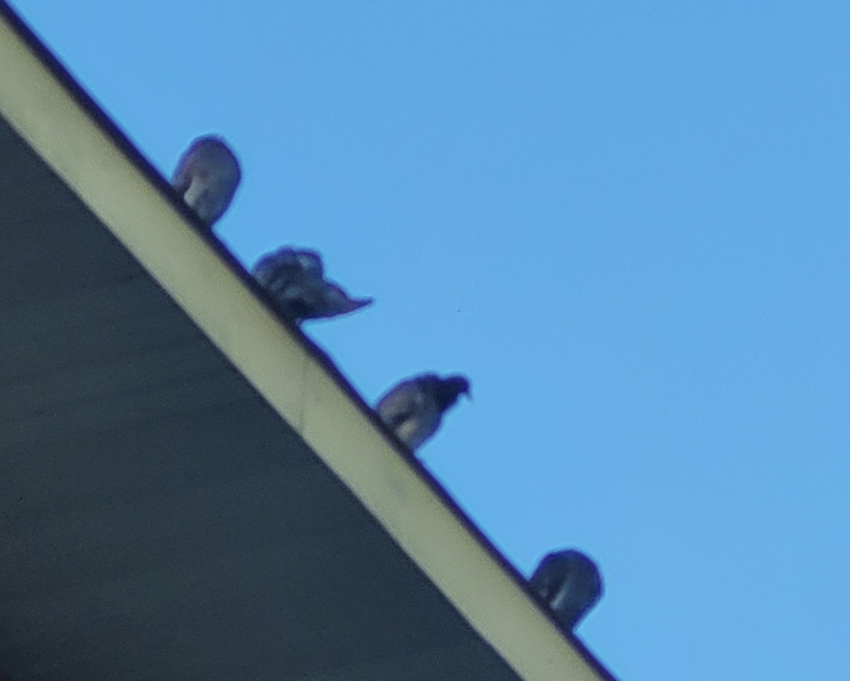 holub skalní (domácí) - ML613213893