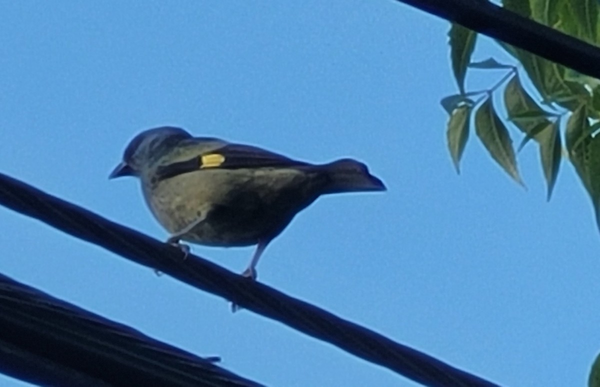 Yellow-winged Tanager - ML613213902