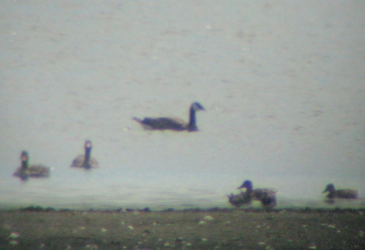 Canada Goose - Maciej Buchalik