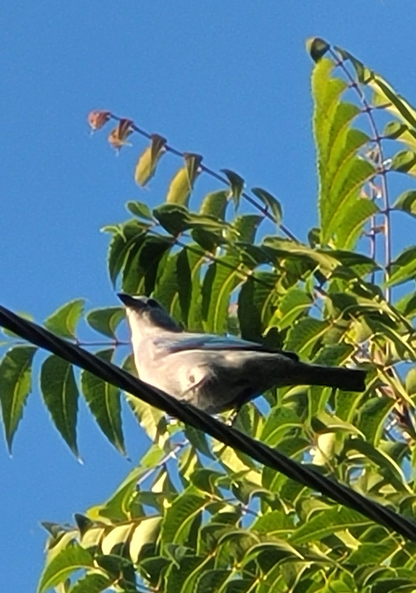 Blue-gray Tanager - ML613213970