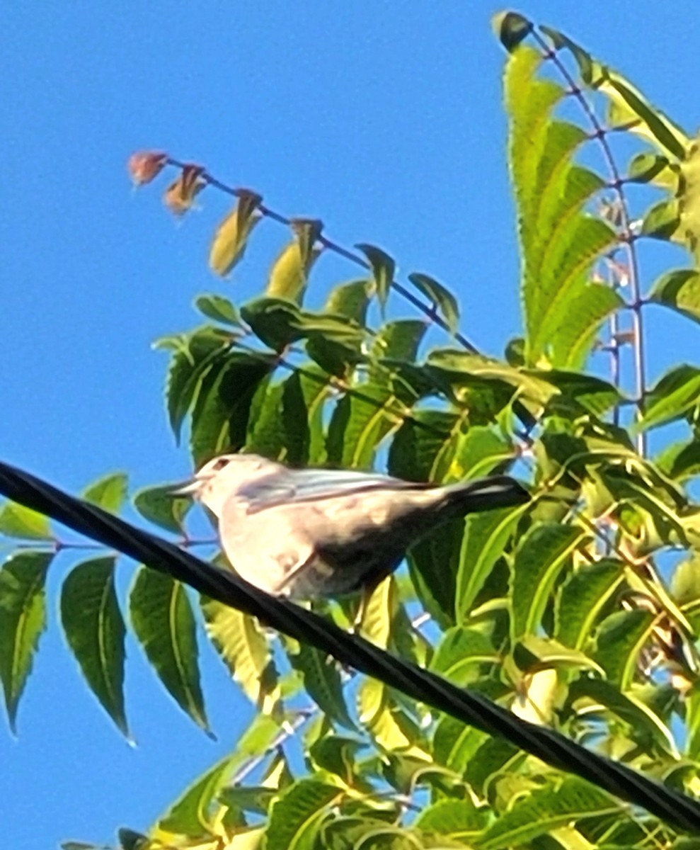 Blue-gray Tanager - ML613213978