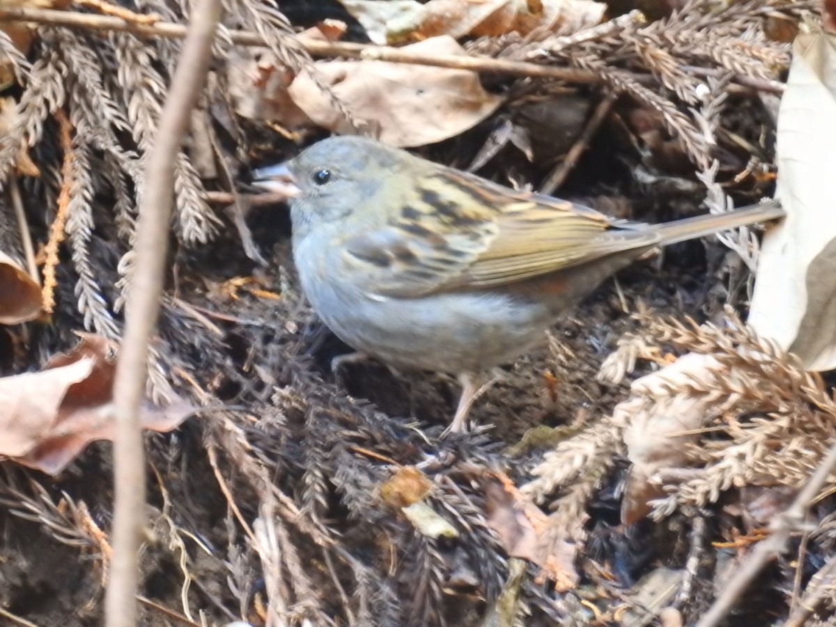 Gray Bunting - ML613214005