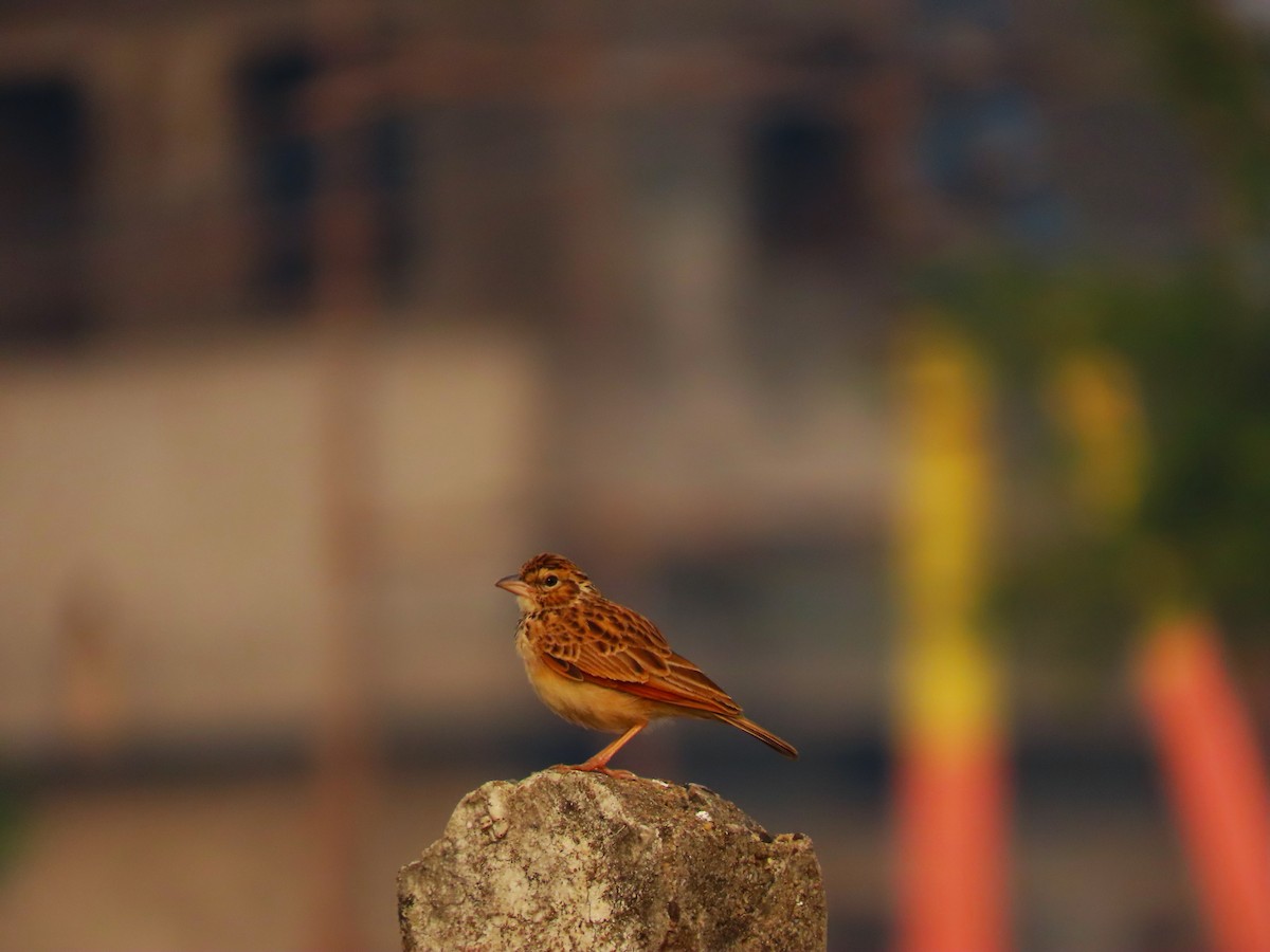 Indian Bushlark - ML613214075