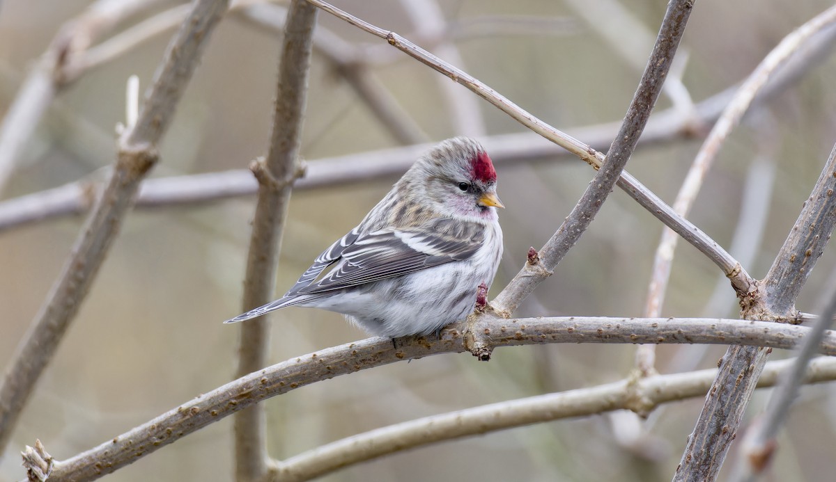 Redpoll (Common) - ML613214092
