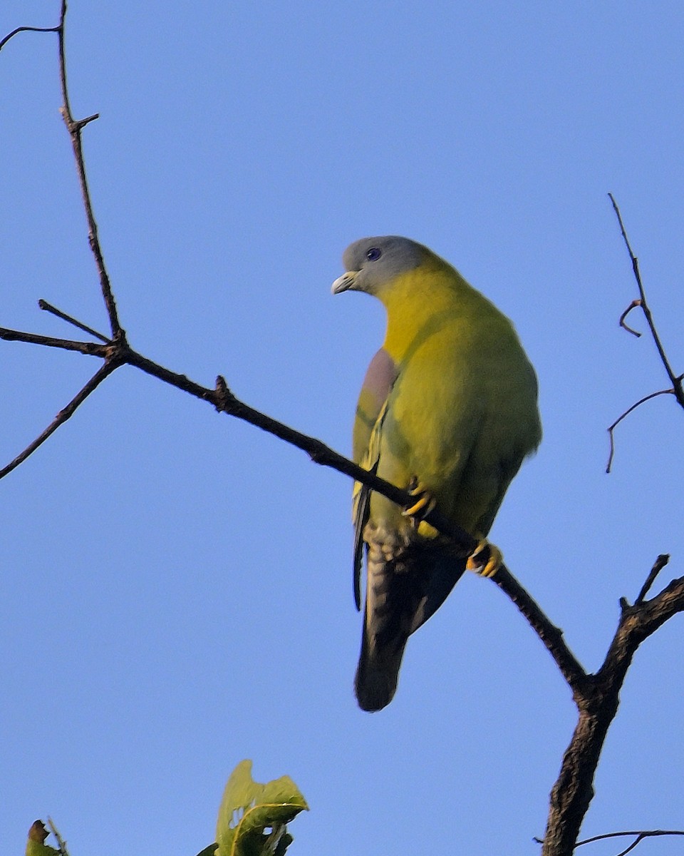 Yellow-footed Green-Pigeon - ML613214111