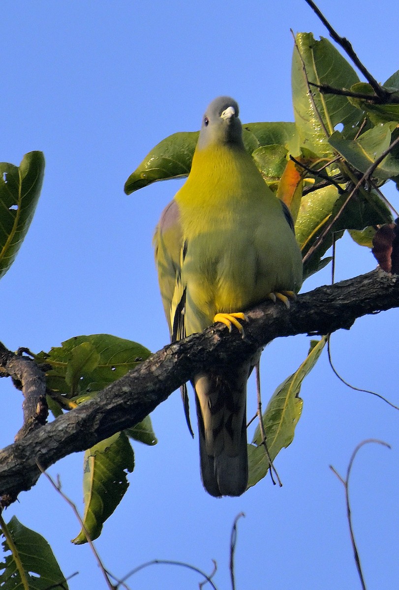 Yellow-footed Green-Pigeon - ML613214112
