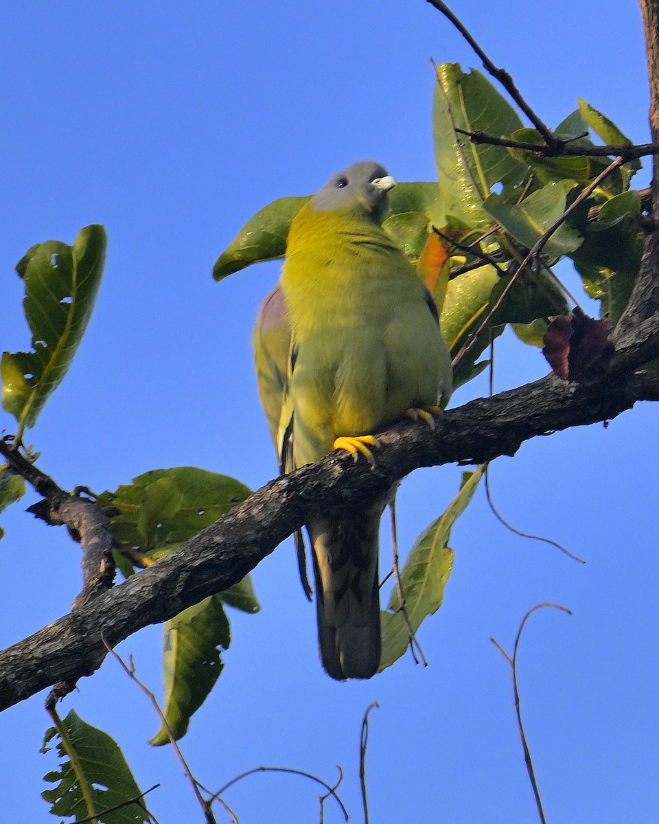 Yellow-footed Green-Pigeon - ML613214113