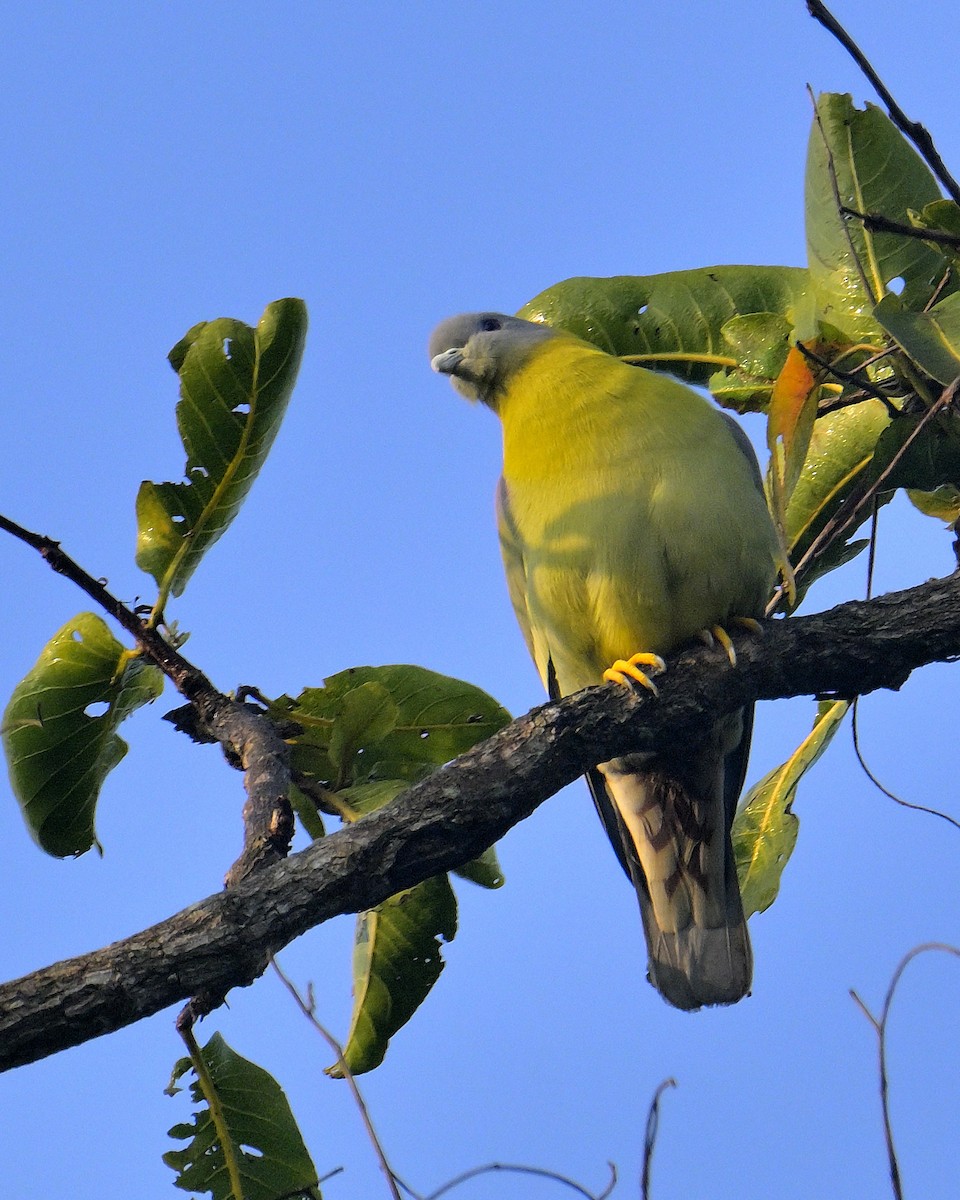 Yellow-footed Green-Pigeon - ML613214114