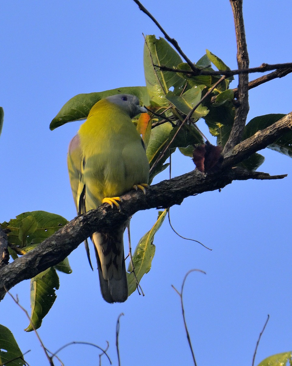 Yellow-footed Green-Pigeon - ML613214115