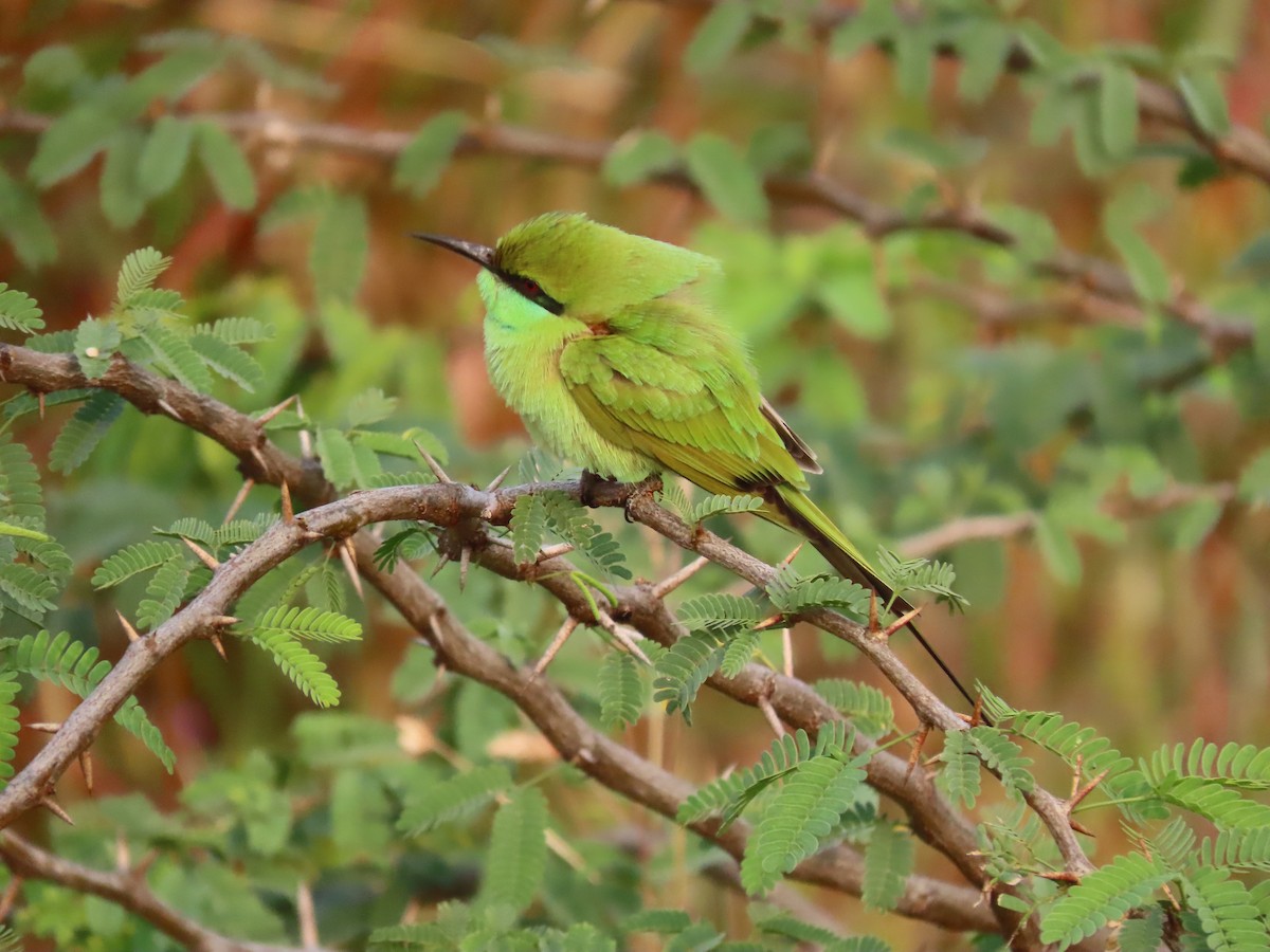 Asian Green Bee-eater - ML613214122