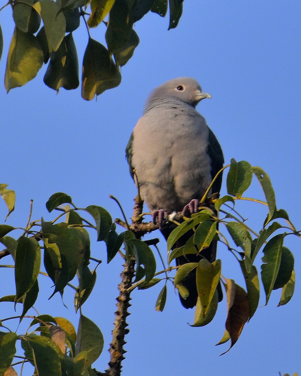Green Imperial-Pigeon - ML613214141