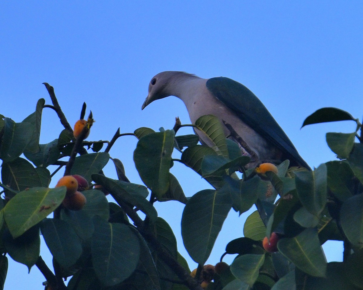 Green Imperial-Pigeon - Rajesh Gopalan