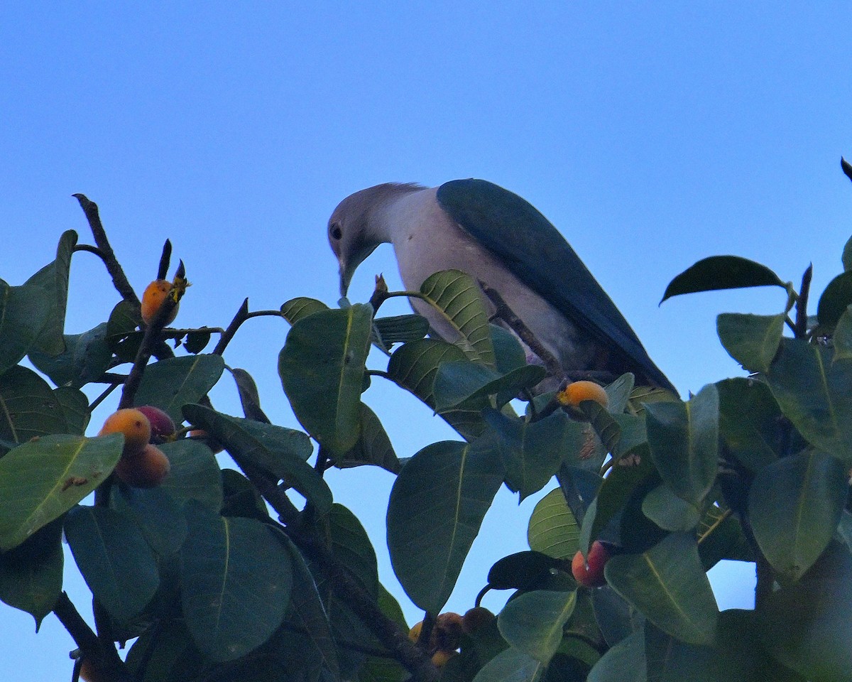 Green Imperial-Pigeon - ML613214143