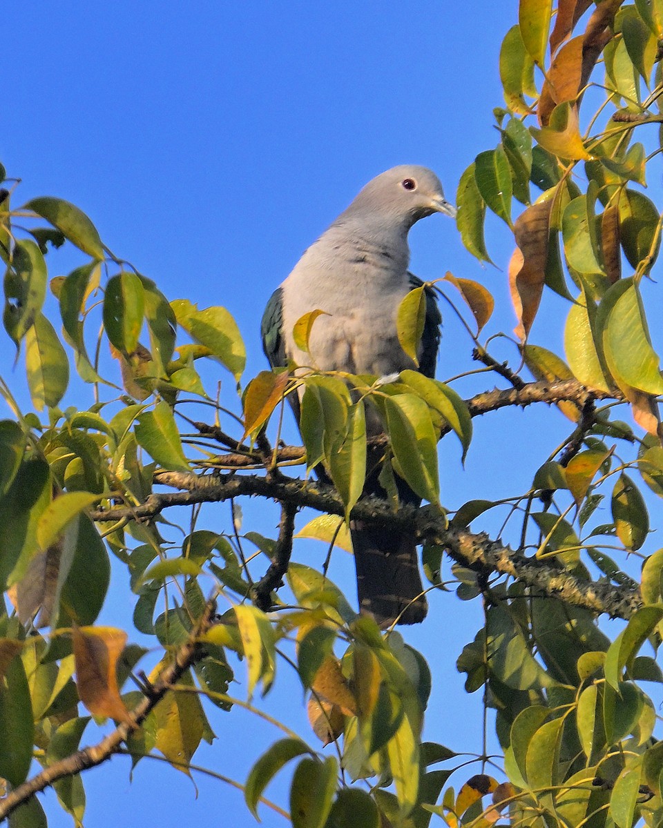Green Imperial-Pigeon - ML613214169