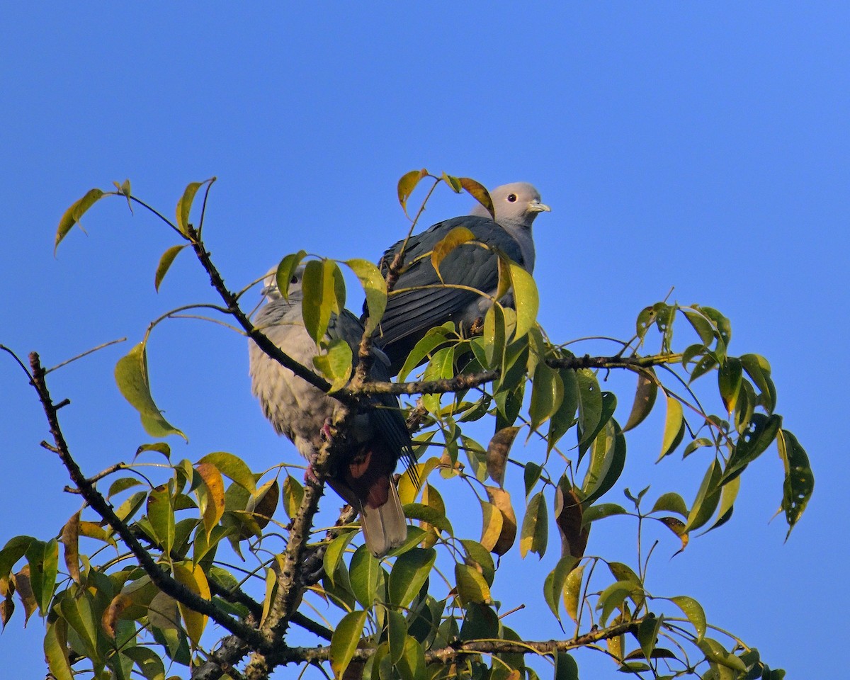 Green Imperial-Pigeon - ML613214173