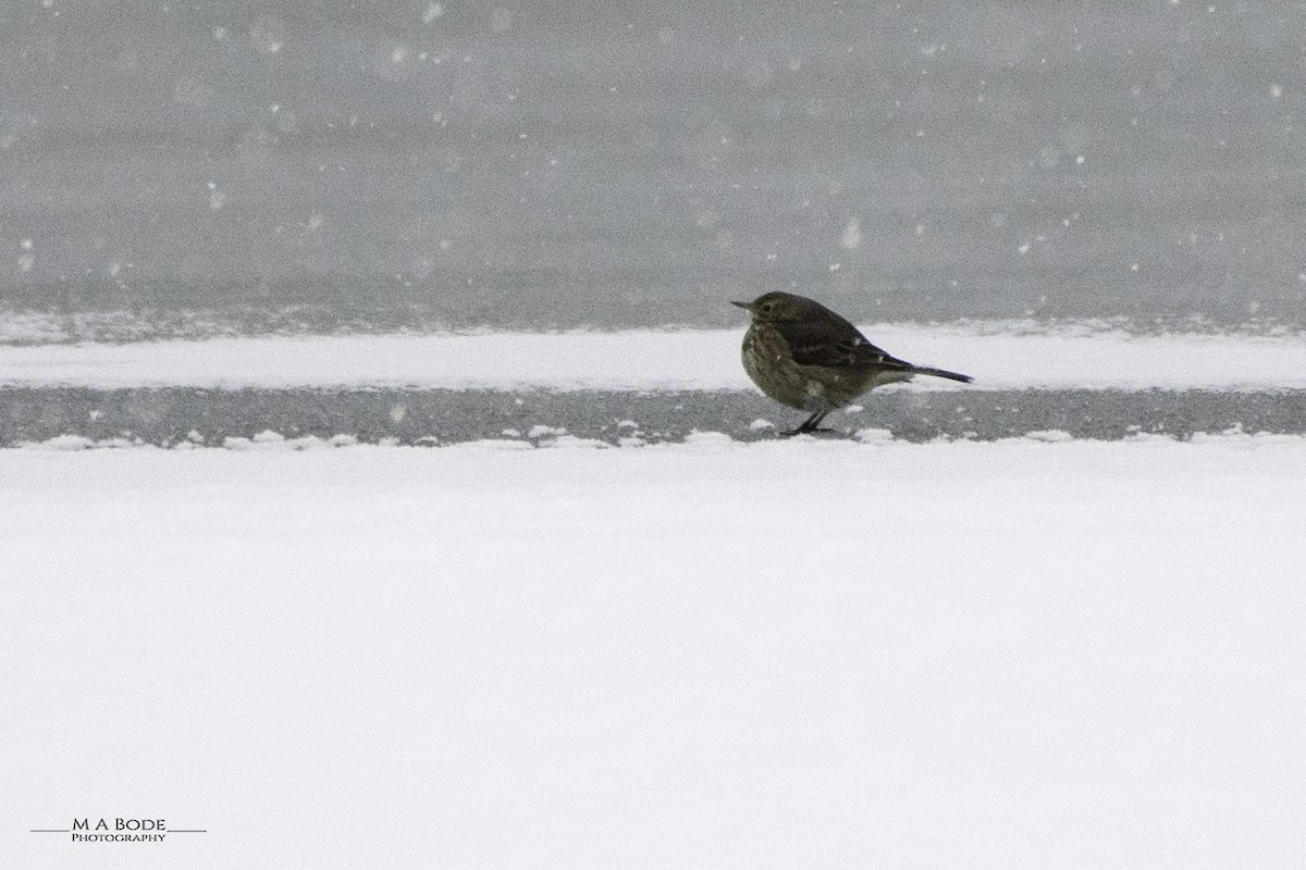 American Pipit - Matthew Bode