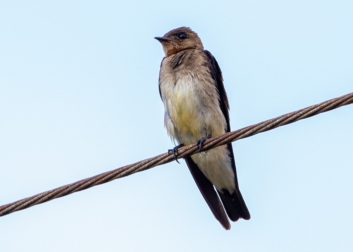 Southern Rough-winged Swallow - Cristiane Homsi