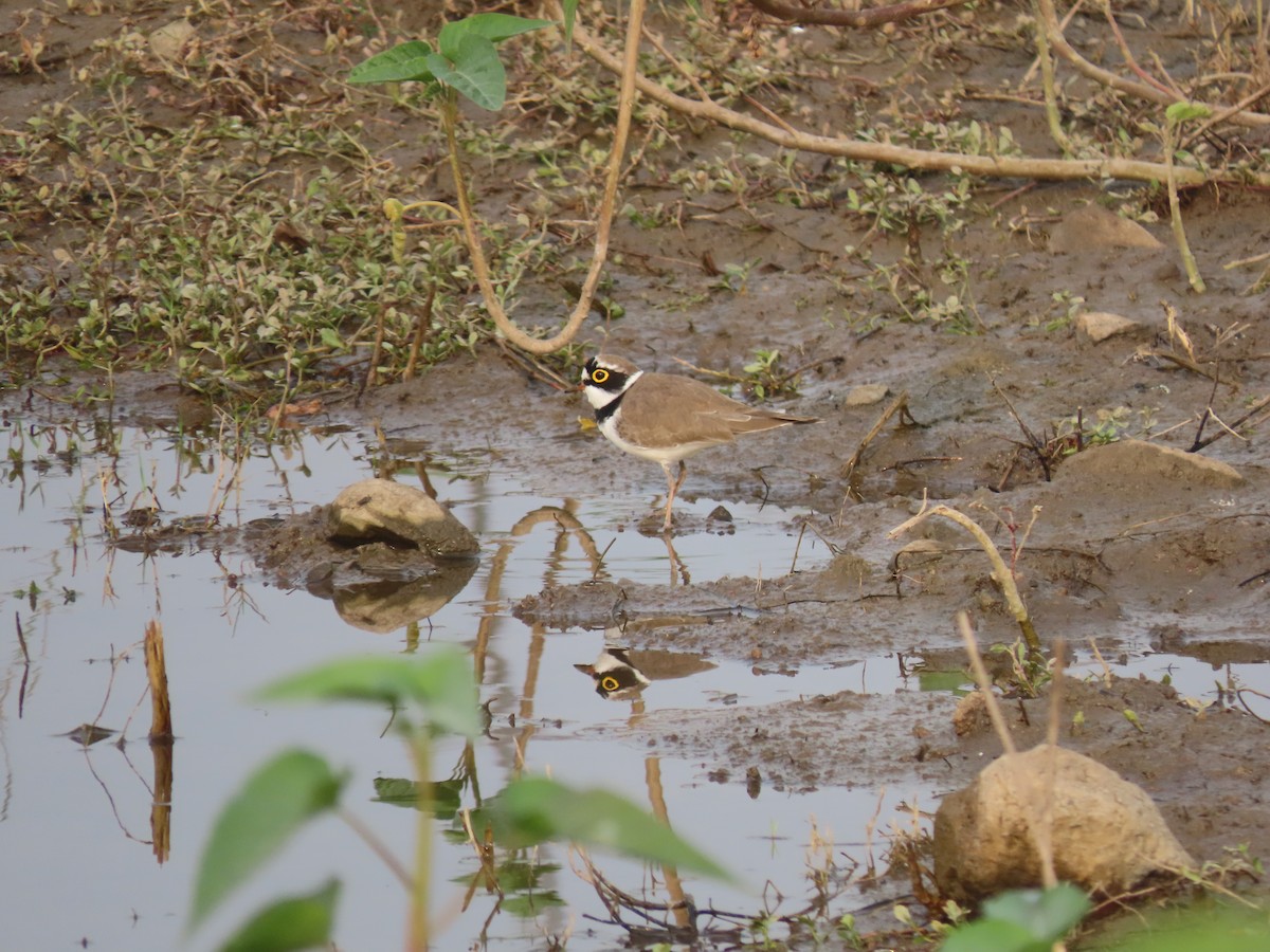 Little Ringed Plover - ML613214224