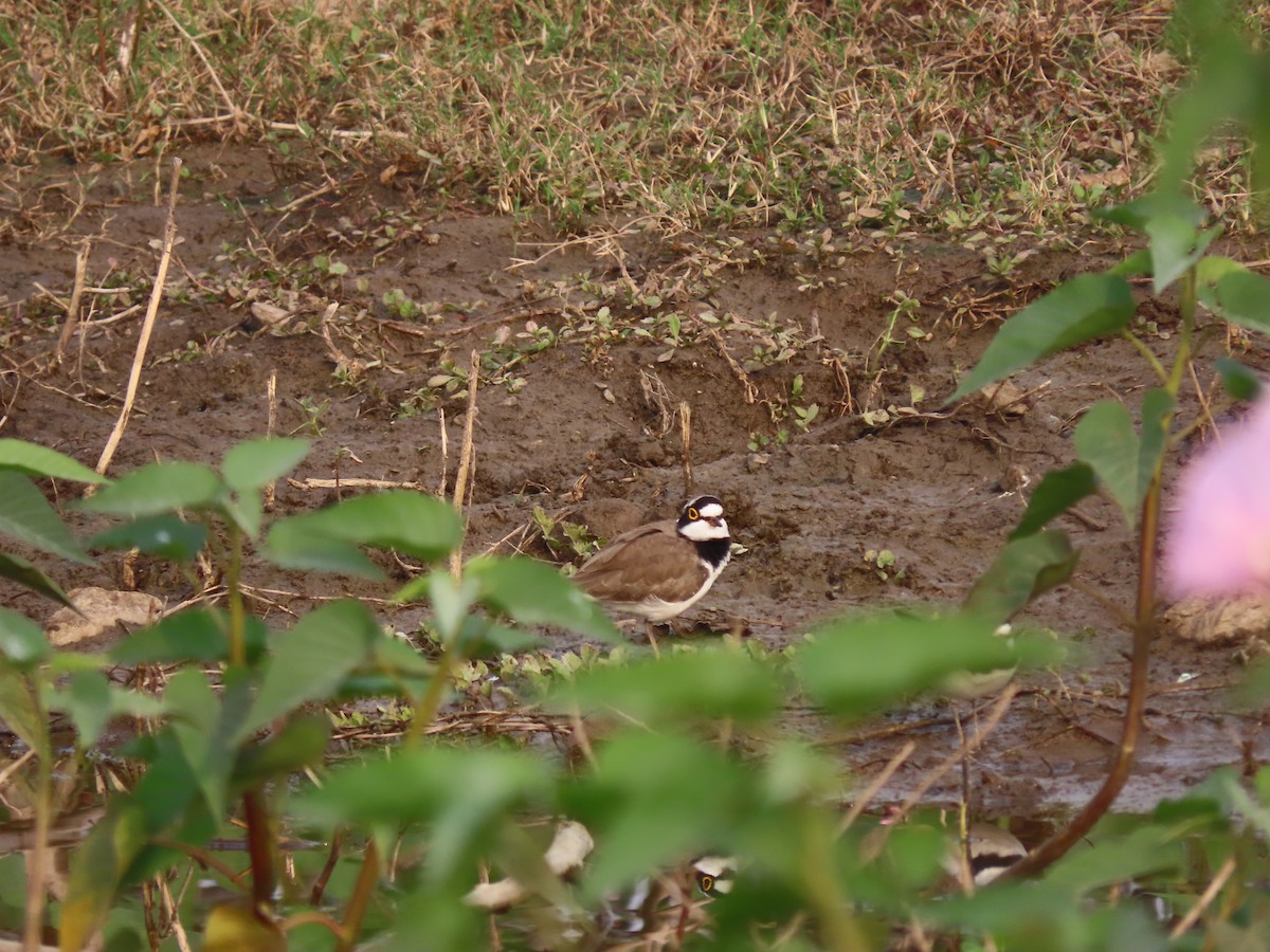 Little Ringed Plover - ML613214225