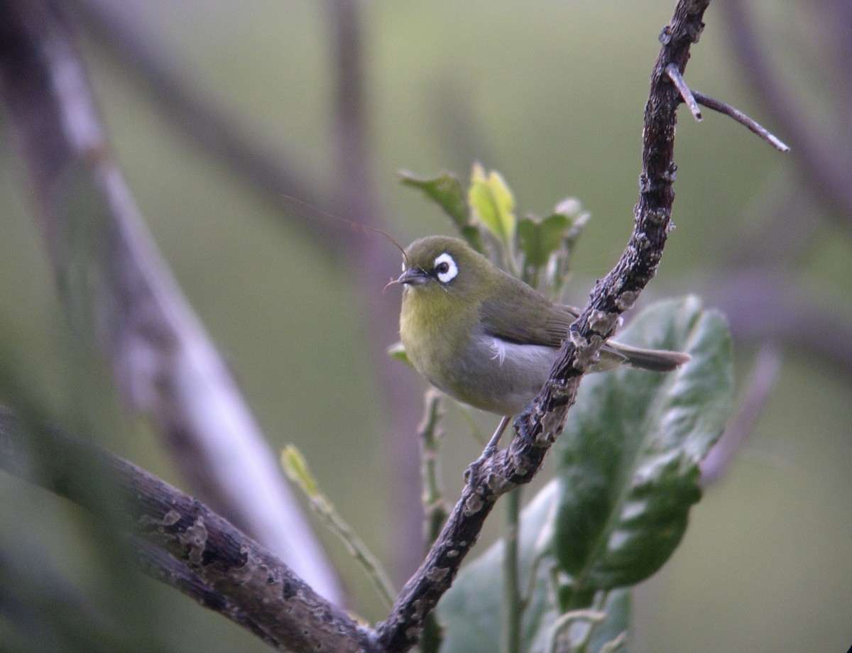 Green-backed White-eye - ML613214226