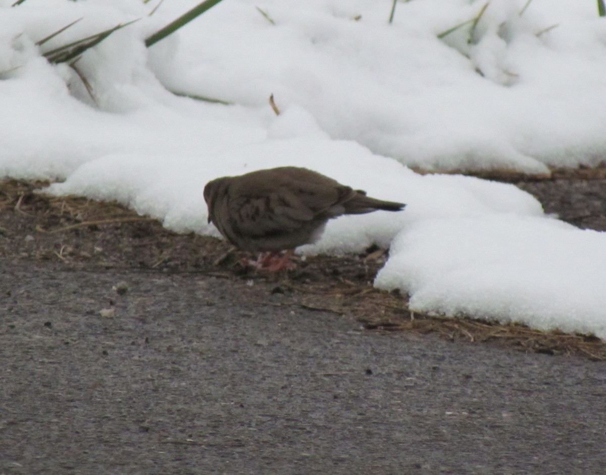 Common Ground Dove - ML613214239