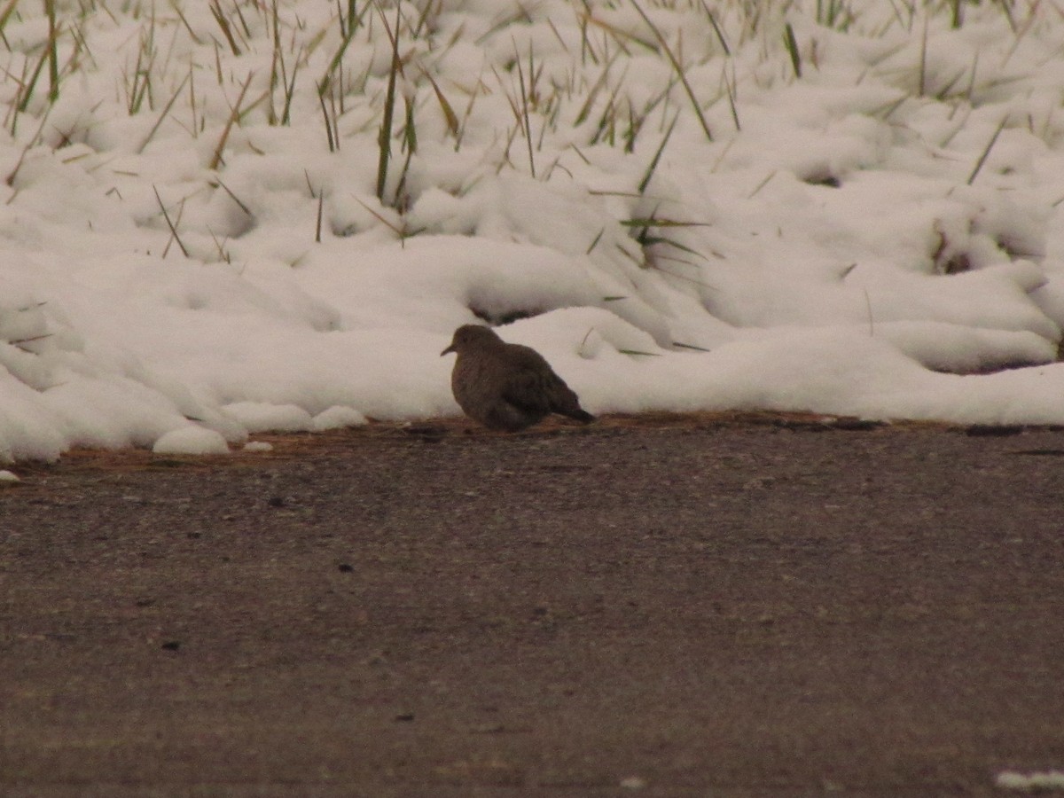 Common Ground Dove - ML613214240