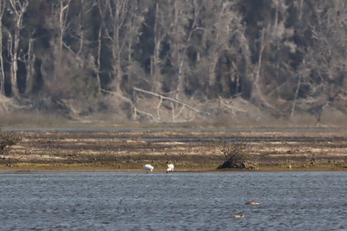 Black-faced Spoonbill - Yi-Cheng Chen