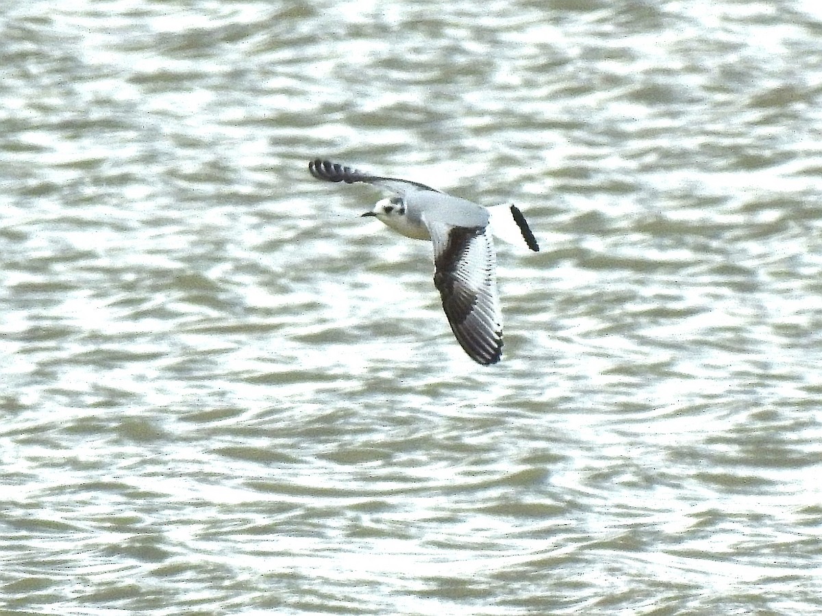 Little Gull - ML613214305